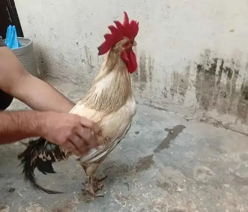 Desi Murga Home breed — photo 3