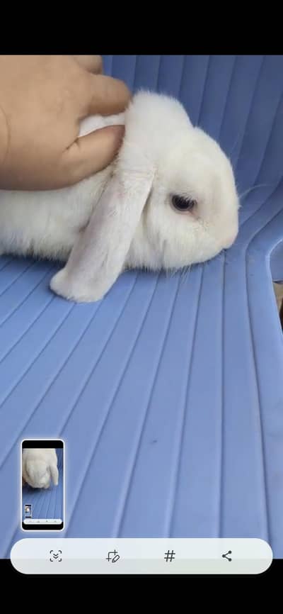 Blue eye Holland lop male