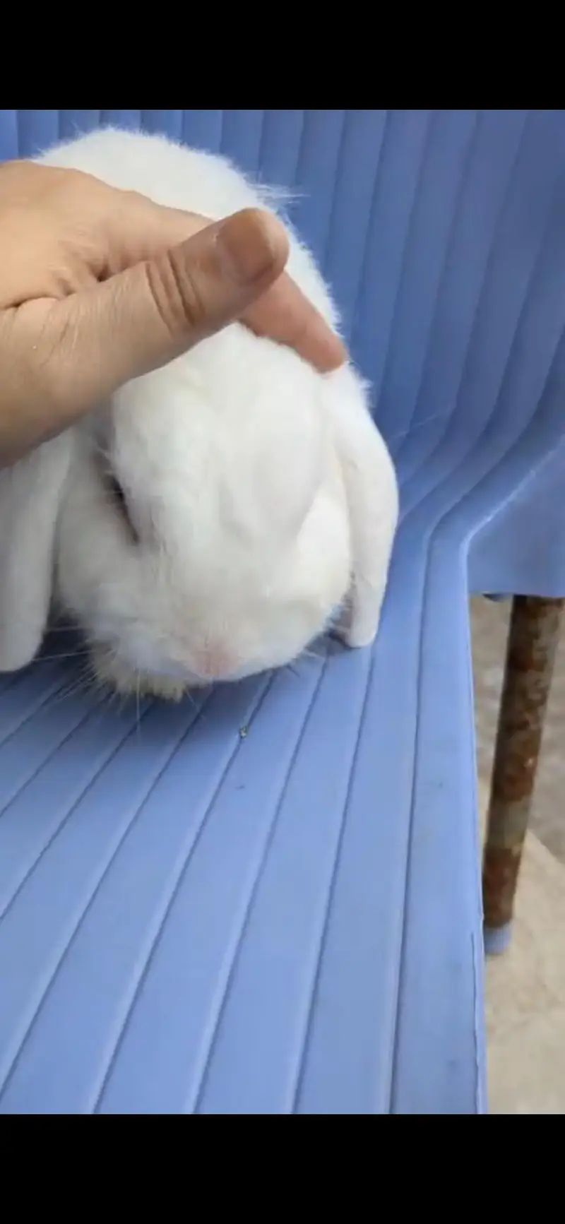 Blue eye Holland lop male — photo 2