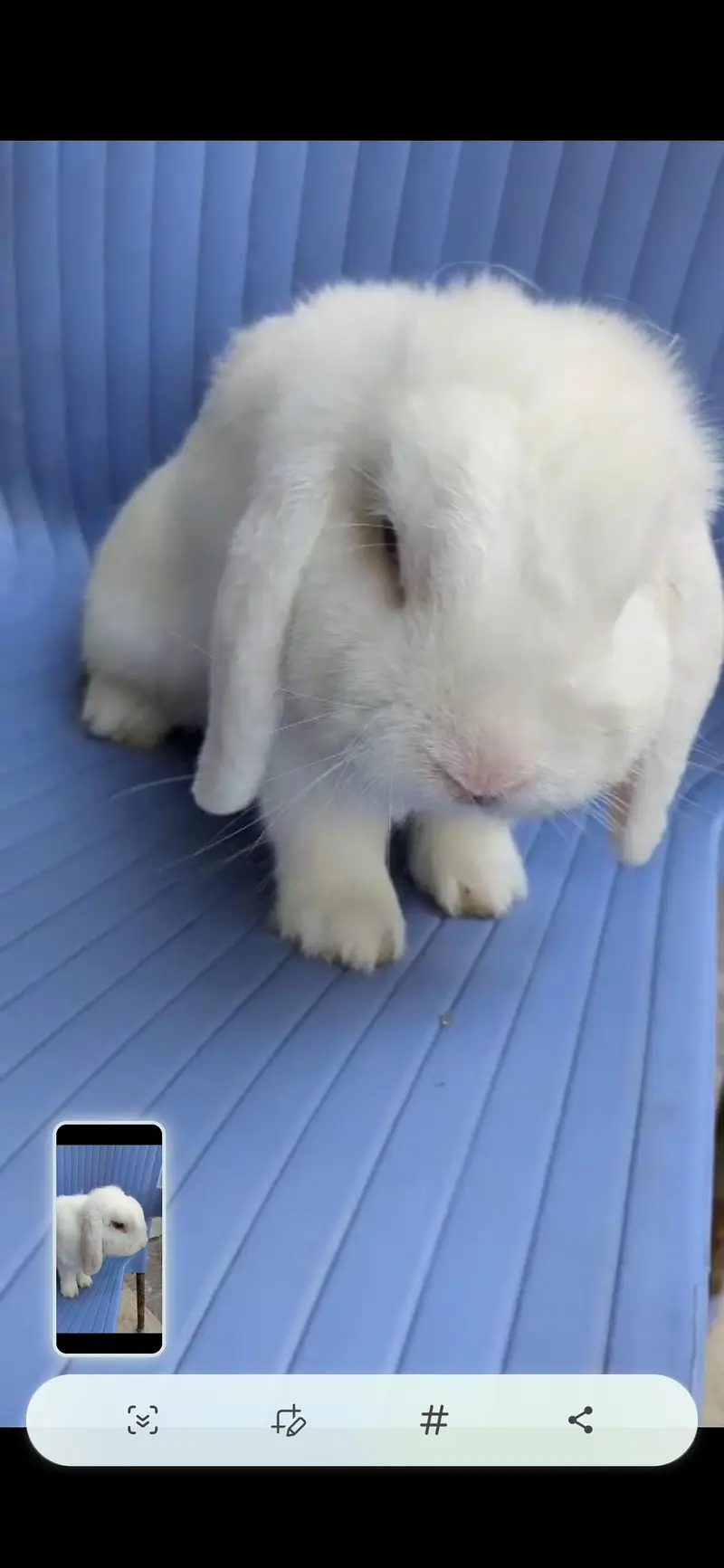 Blue eye Holland lop male — photo 3