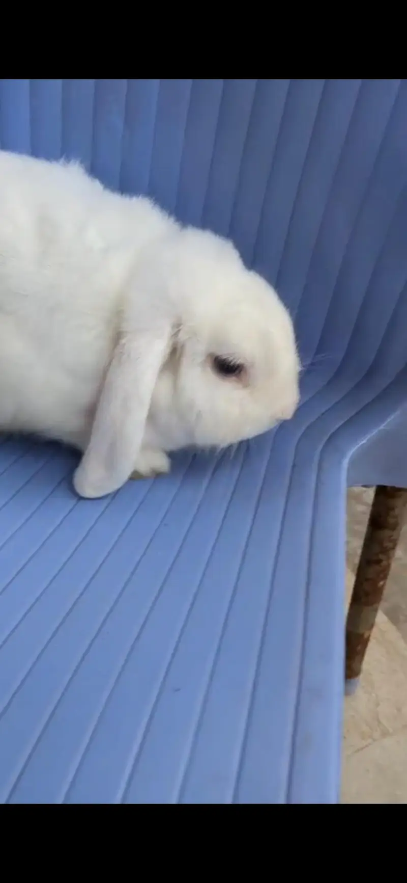 Blue eye Holland lop male — photo 4