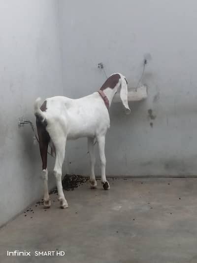 beautiful goat white eye 6 teeth
