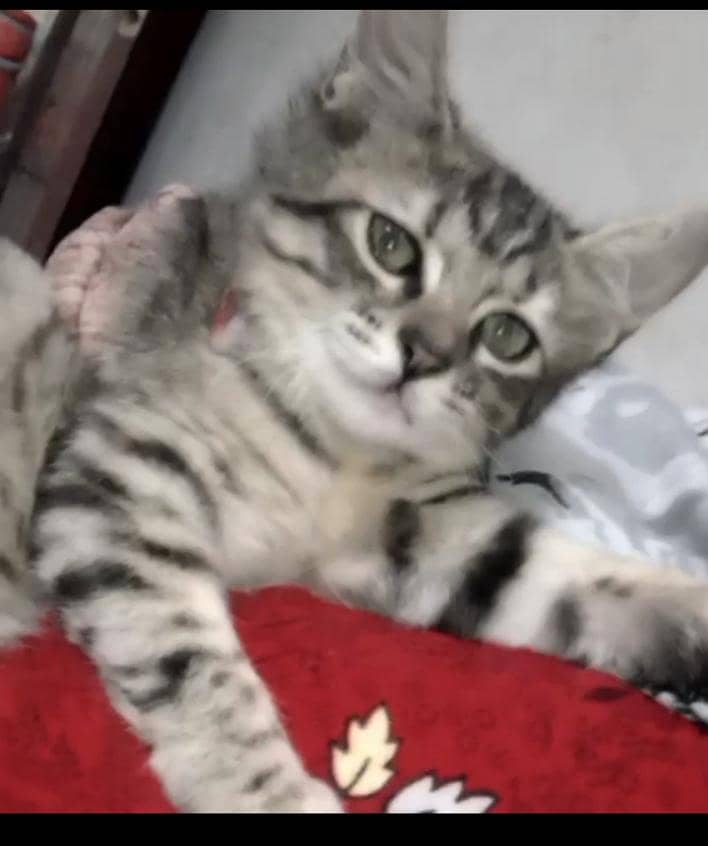 cute cat 0