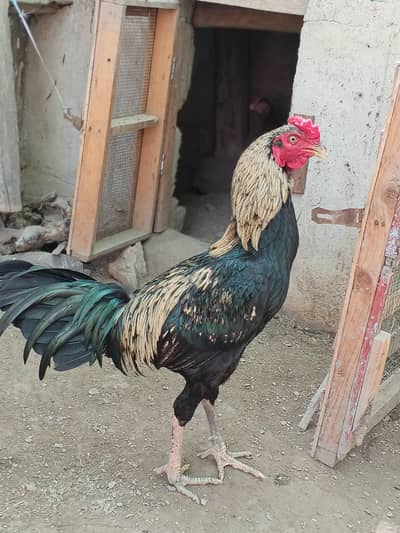 shamo