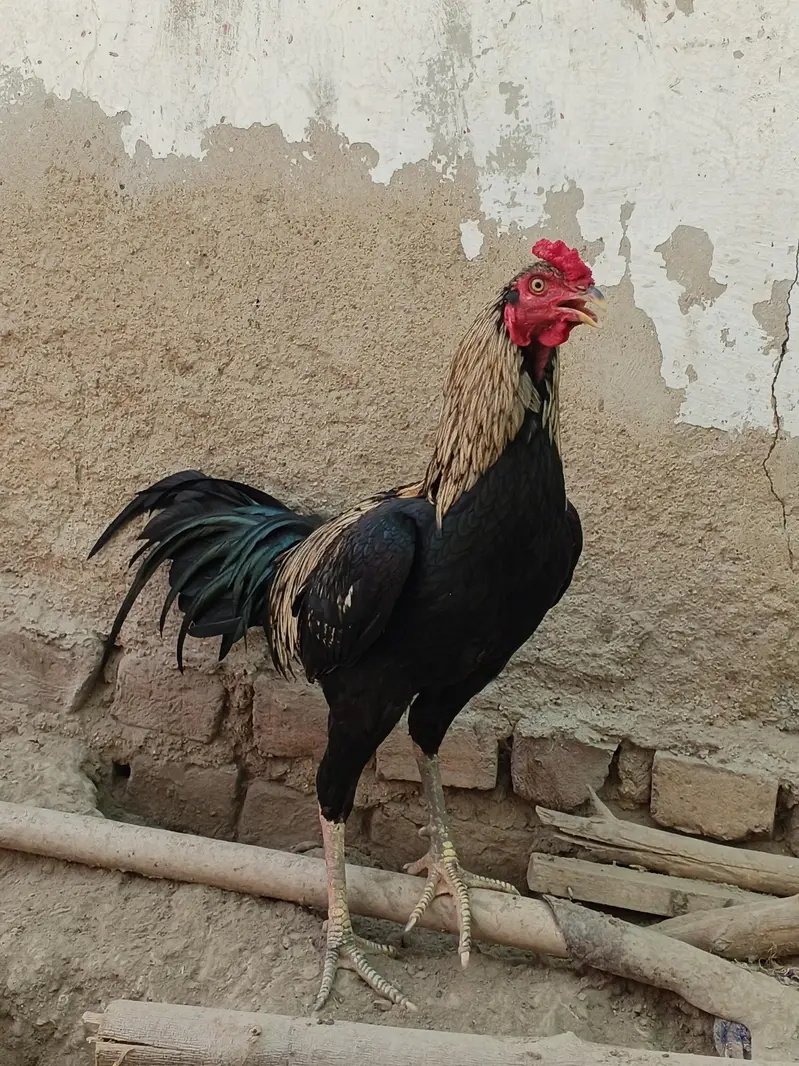 shamo — photo 2