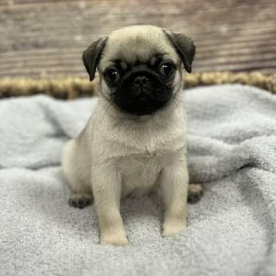 Pug puppies available for new home