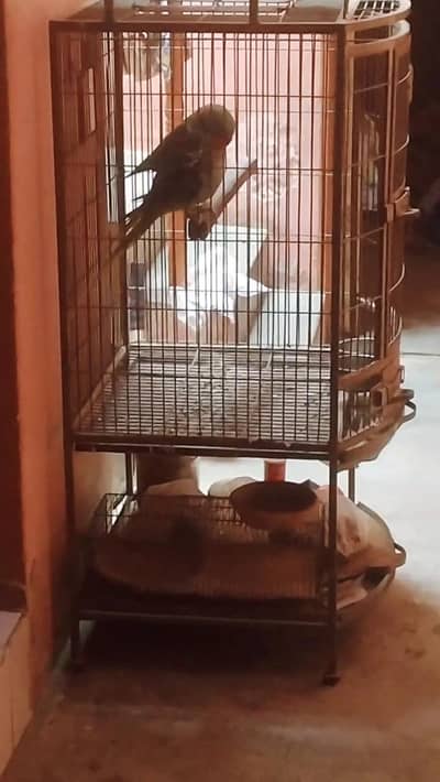 raw piar for sale female handtame dono talking karten hen