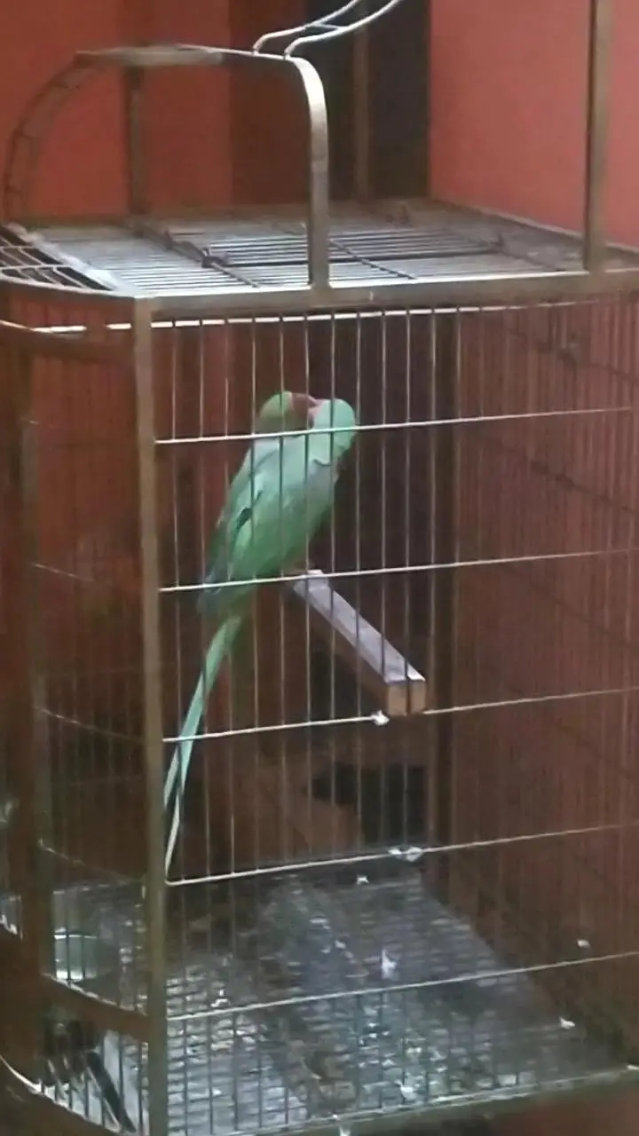 raw piar for sale female handtame dono talking karten hen — photo 3