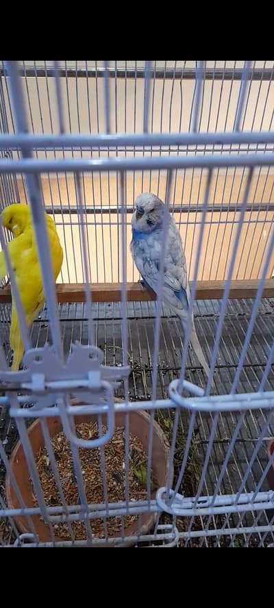 King Size Exhibition pair for sale