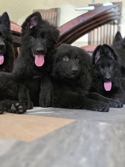 German shepherd pedigree Females  pup