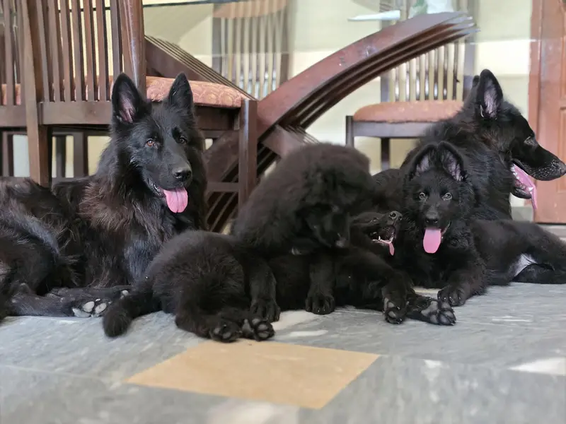 German shepherd pedigree Females  pup — photo 2
