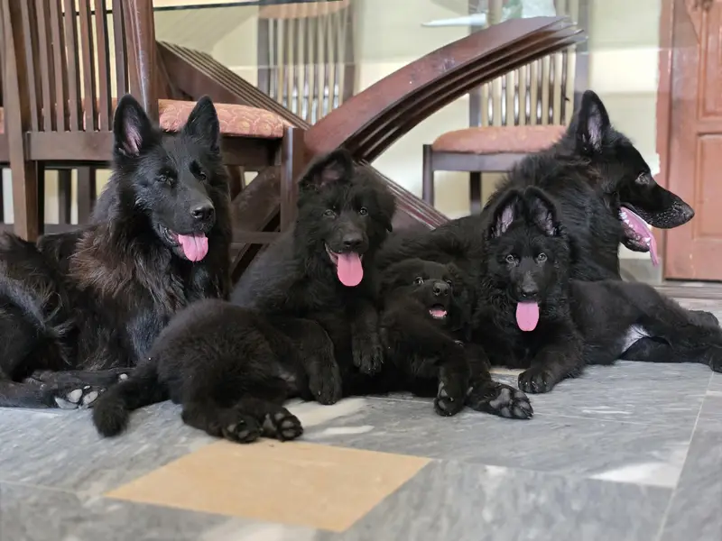 German shepherd pedigree Females  pup — photo 3