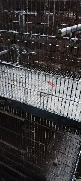 cage for birds — photo 3