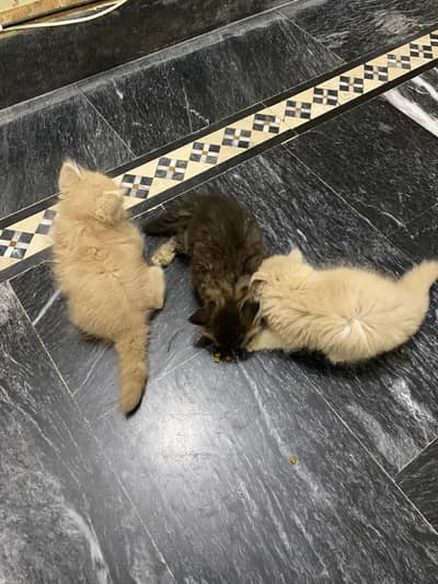 Kitten pair