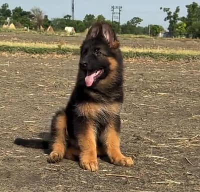 German shepherd puppies for sale healthy