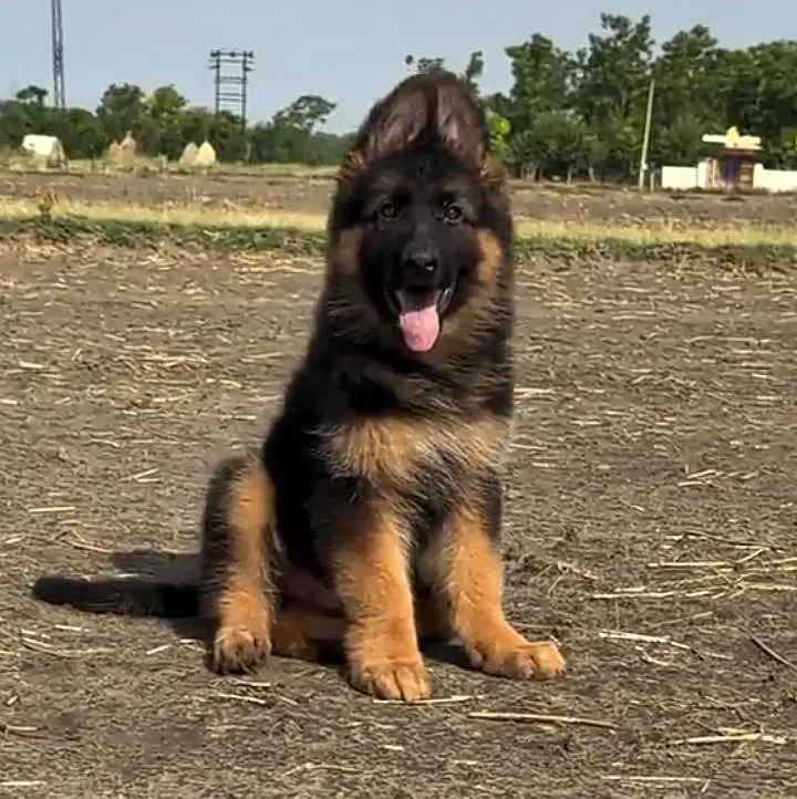 German shepherd puppies for sale healthy — photo 2