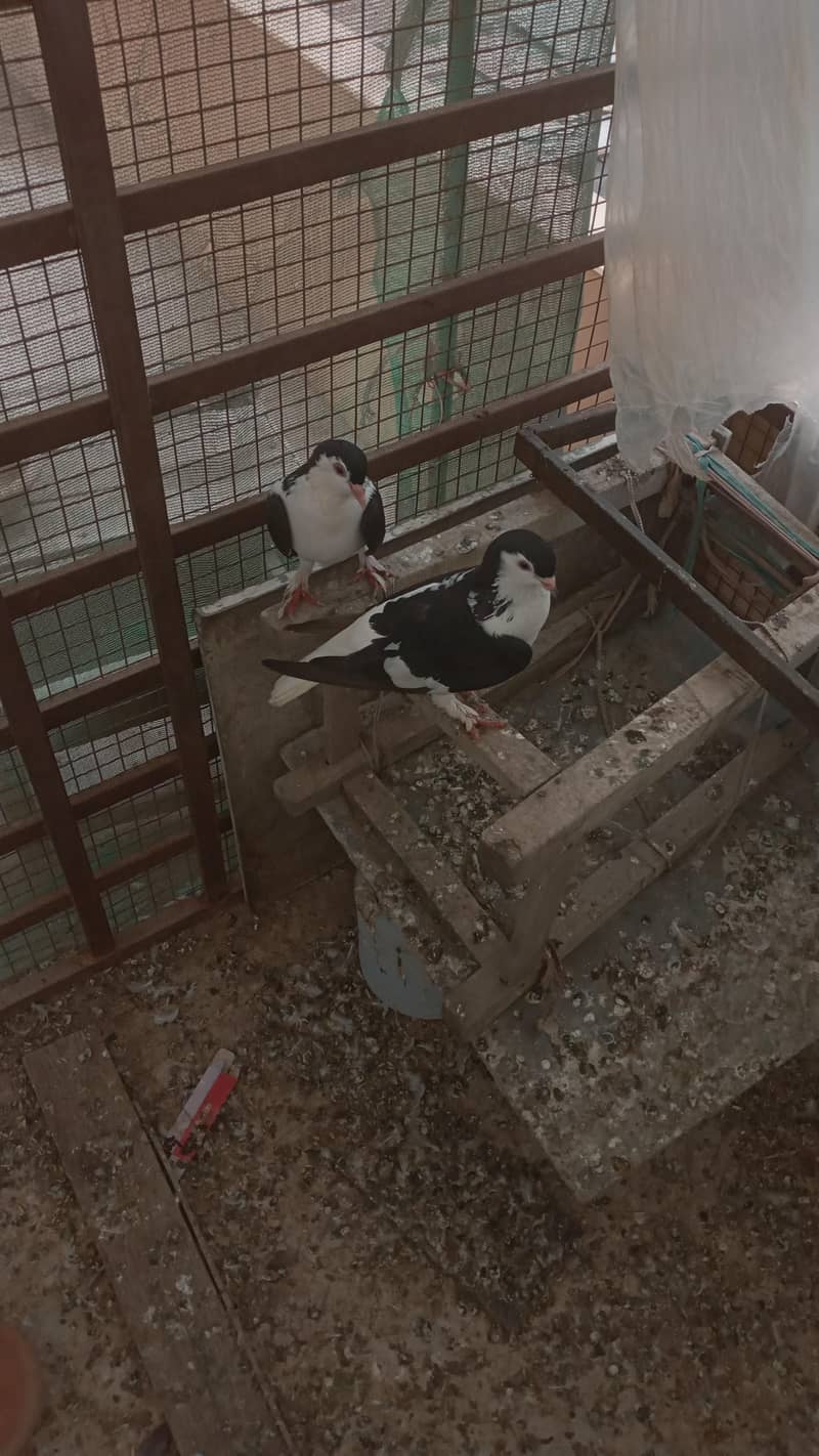 breadar pair 0
