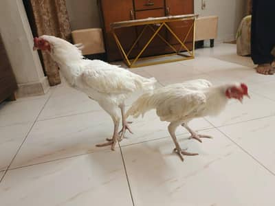 Pure white Heera young pair ready for egg laying