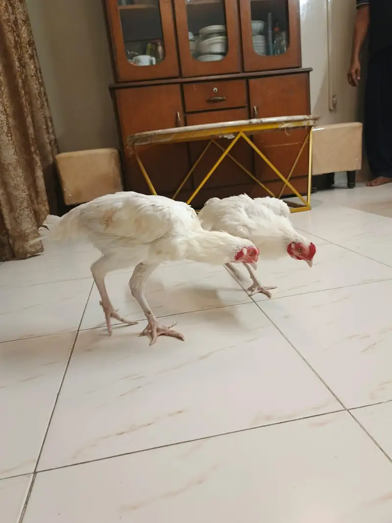 Pure white Heera young pair ready for egg laying — photo 2