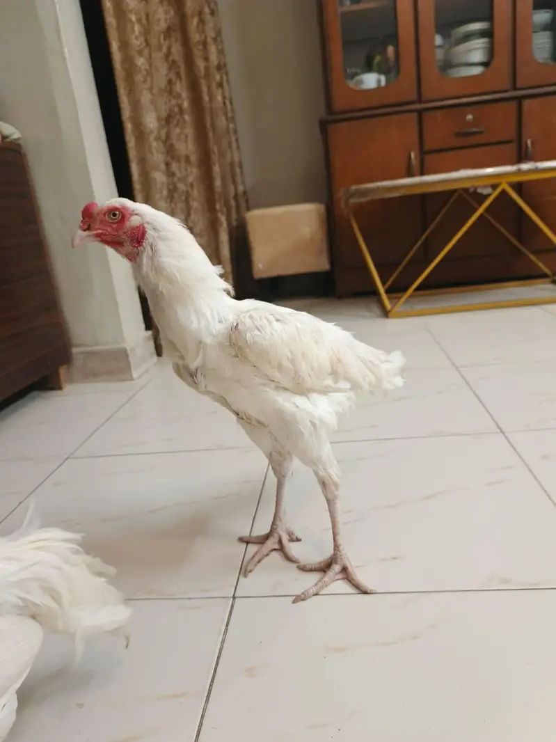Pure white Heera young pair ready for egg laying — photo 3