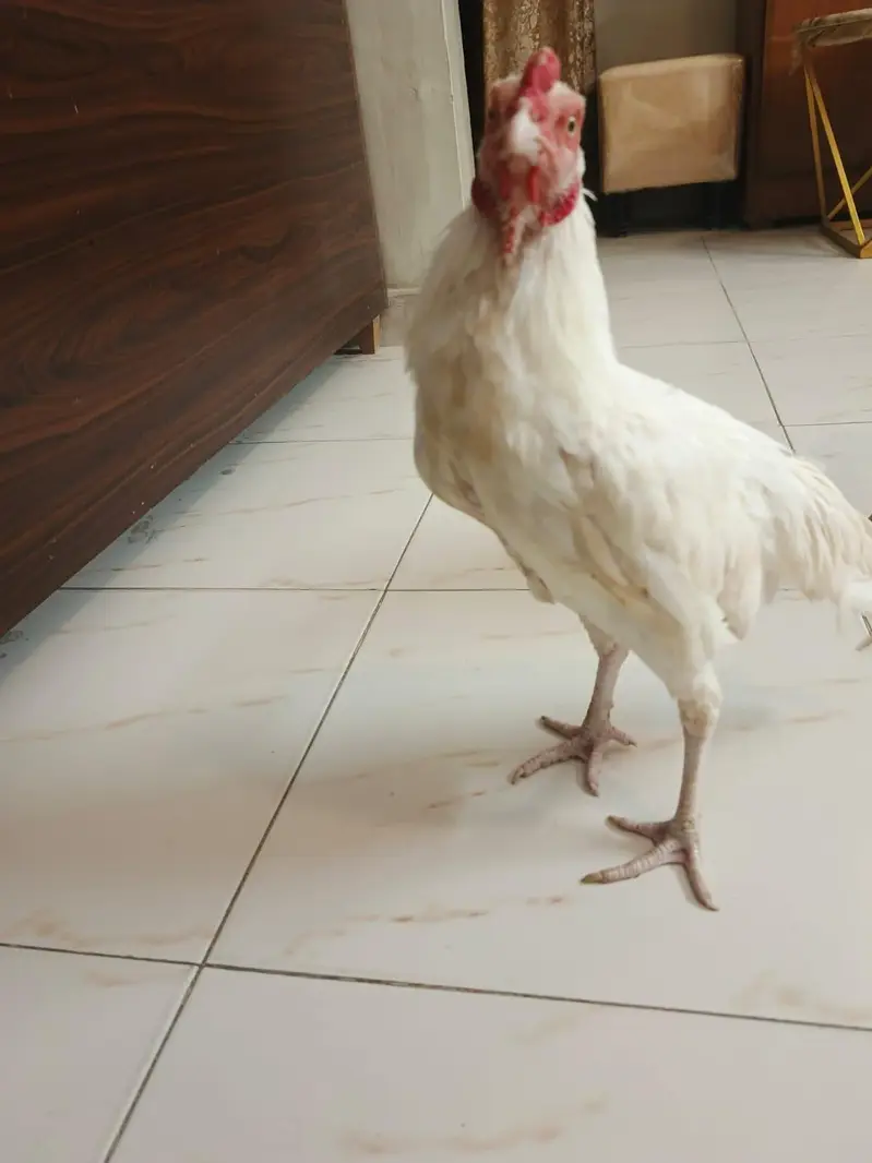 Pure white Heera young pair ready for egg laying — photo 4