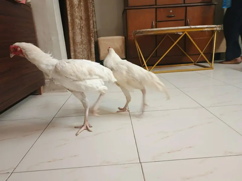 Pure white Heera young pair ready for egg laying — photo 5
