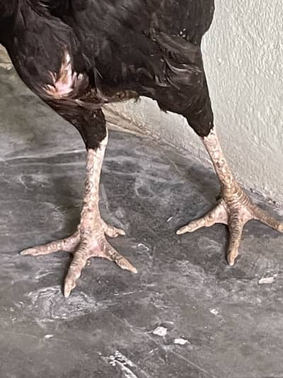 Pure Aseel good quality female