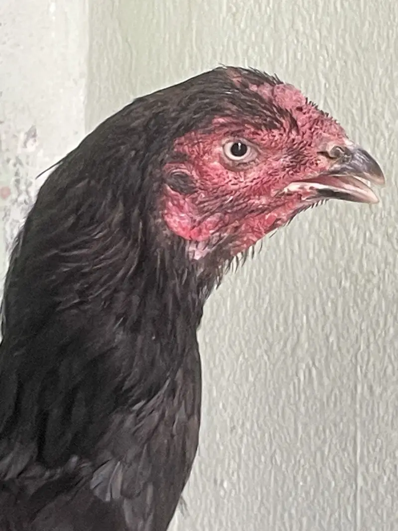 Pure Aseel good quality female — photo 3