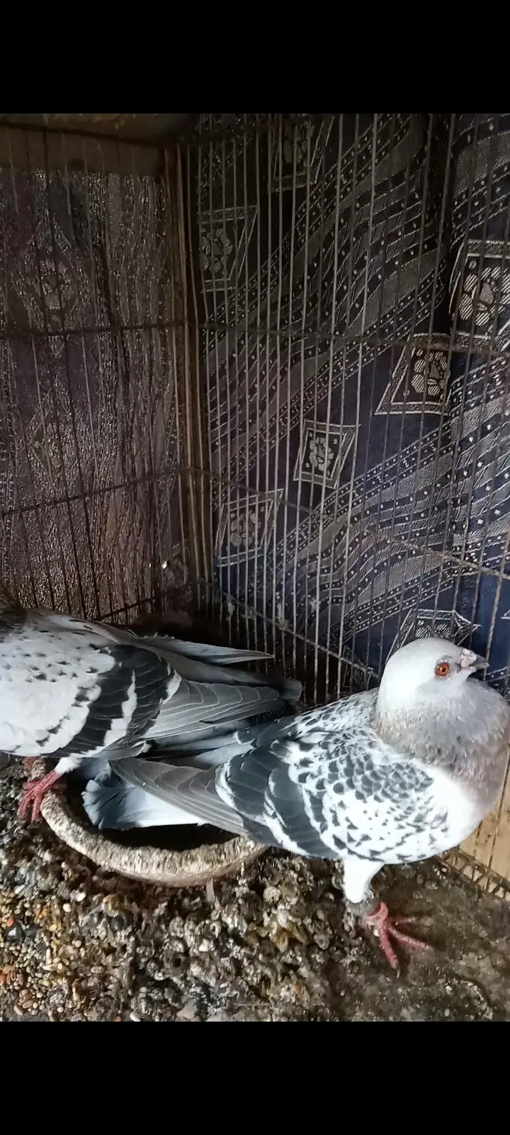 chitta babra chiraaag chitta lalbnd — photo 2