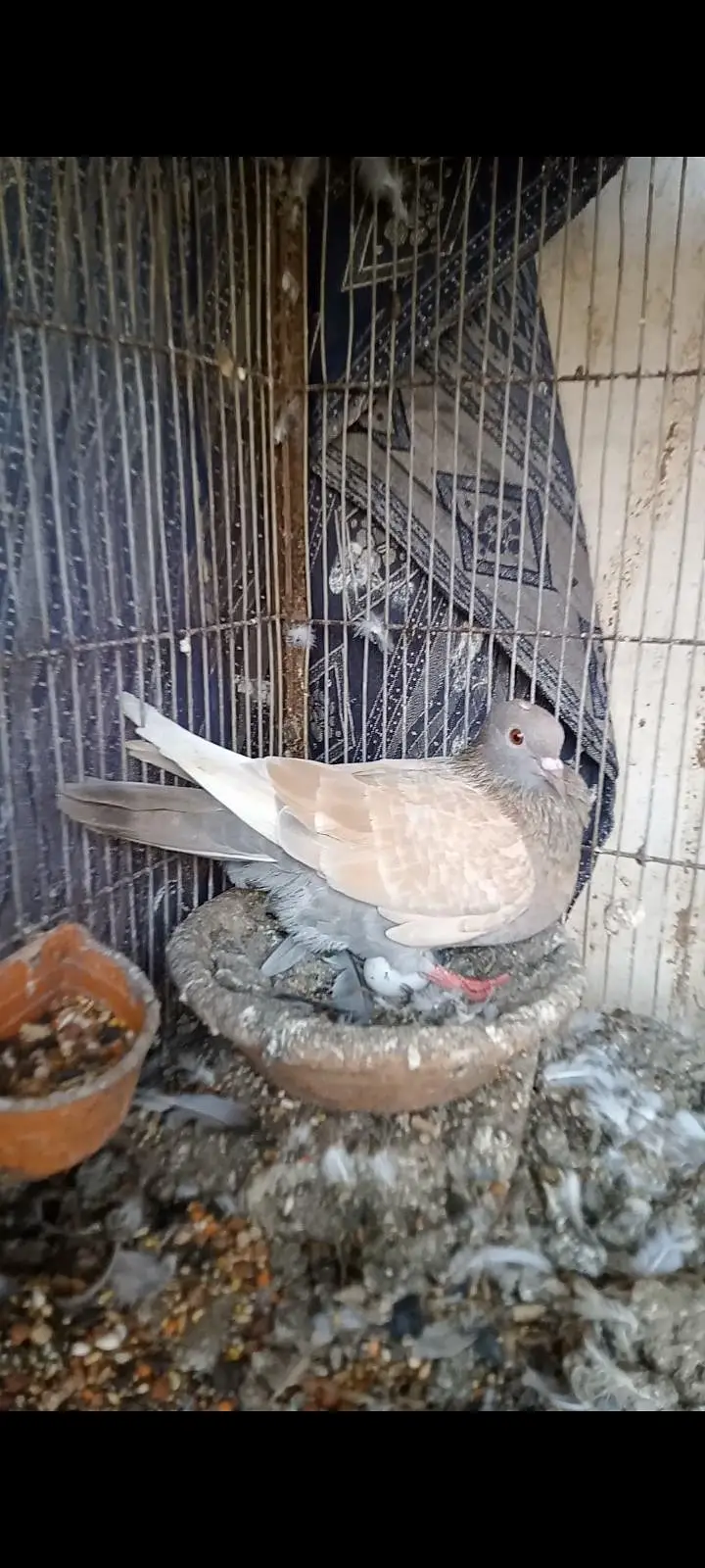 chitta babra chiraaag chitta lalbnd — photo 9