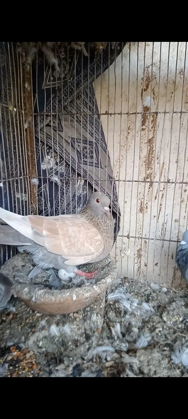 chitta babra chiraaag chitta lalbnd — photo 10