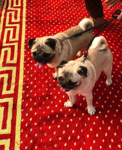 pub pair for sale phone number 03143444179