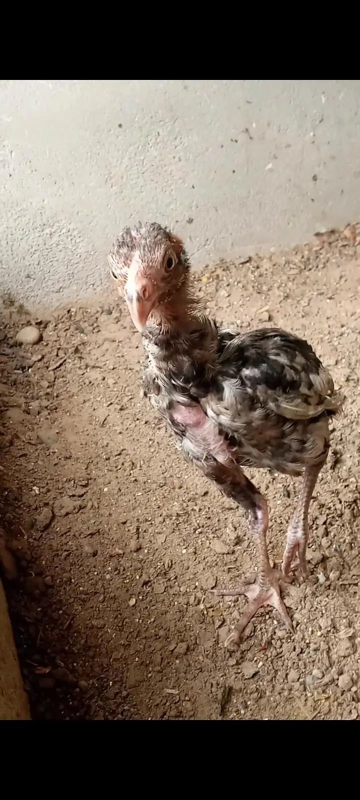 high quality mainwali chick 1st par father pic ha  normal price — photo 4
