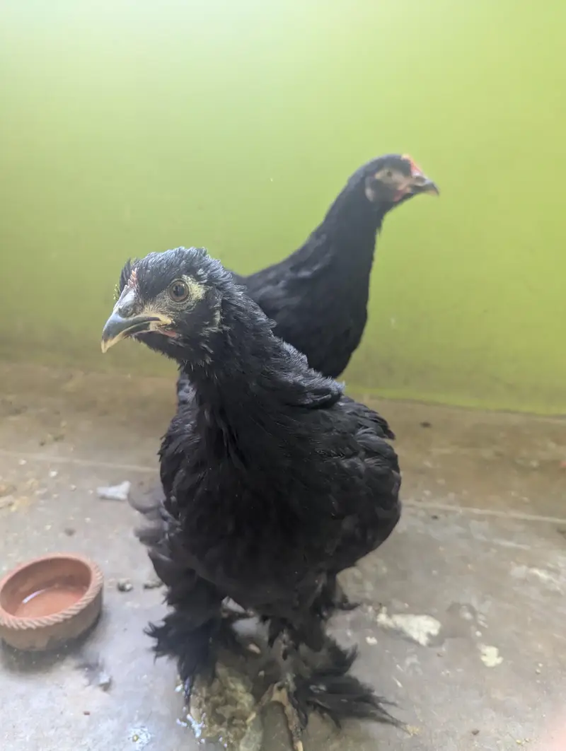A1 Quality Black buff — photo 2