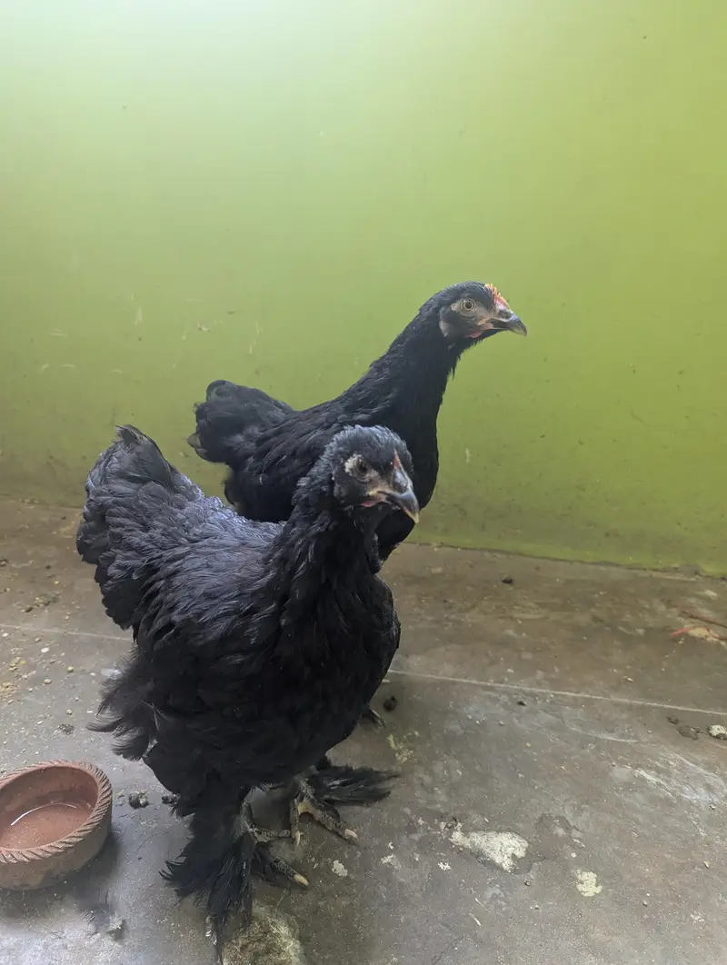 A1 Quality Black buff — photo 3