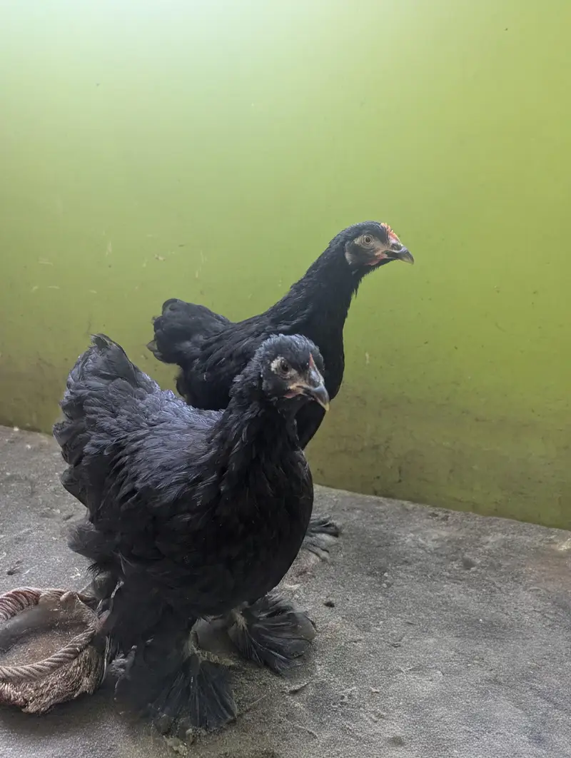 A1 Quality Black buff — photo 4