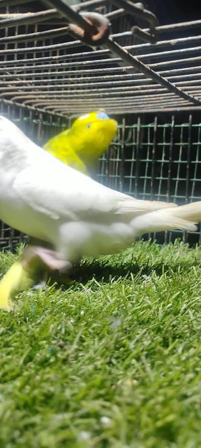 beautiful colour budgie