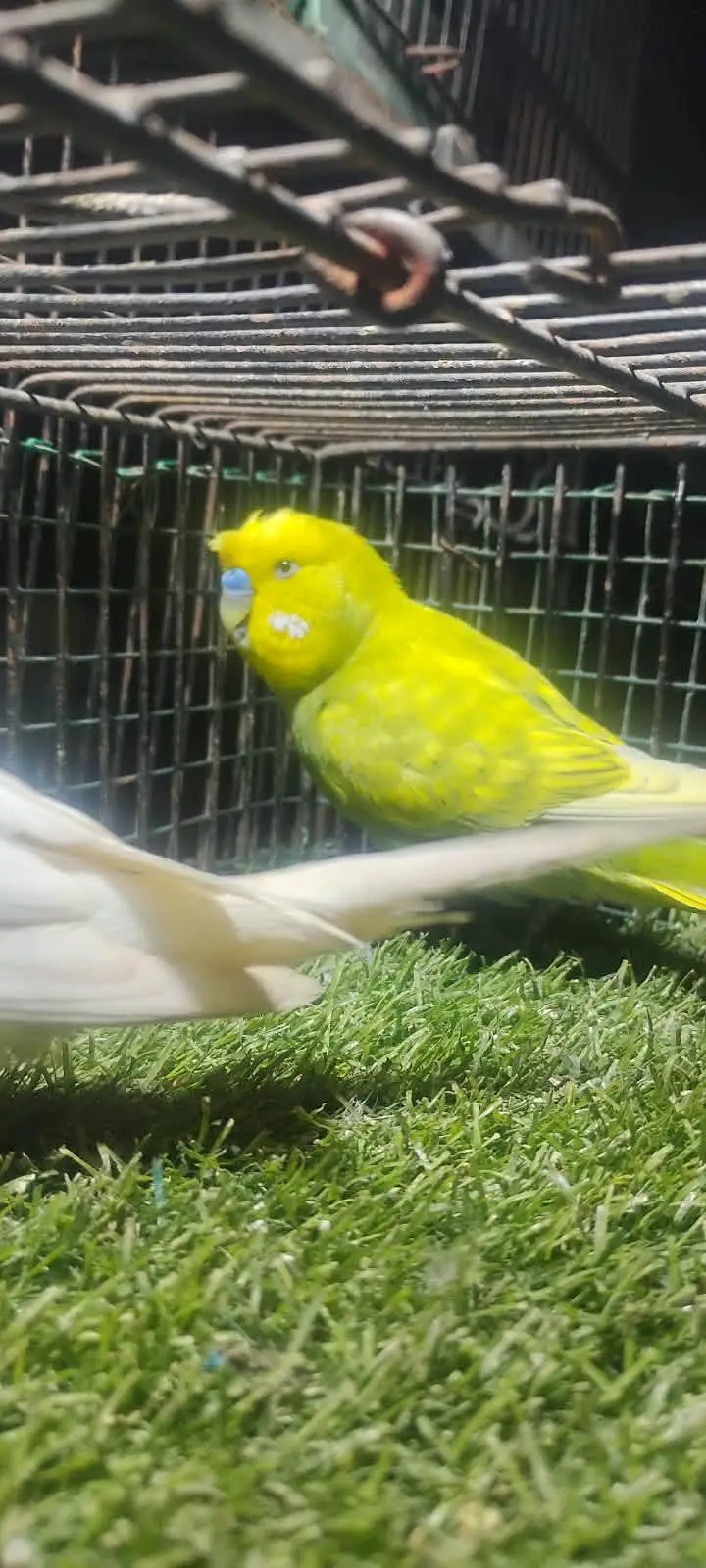 beautiful colour budgie — photo 2