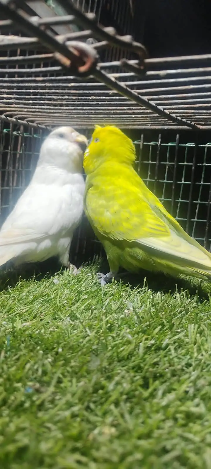 beautiful colour budgie — photo 3