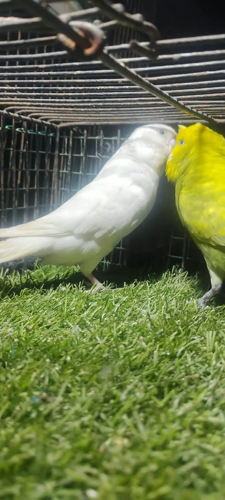 beautiful colour budgie — photo 4
