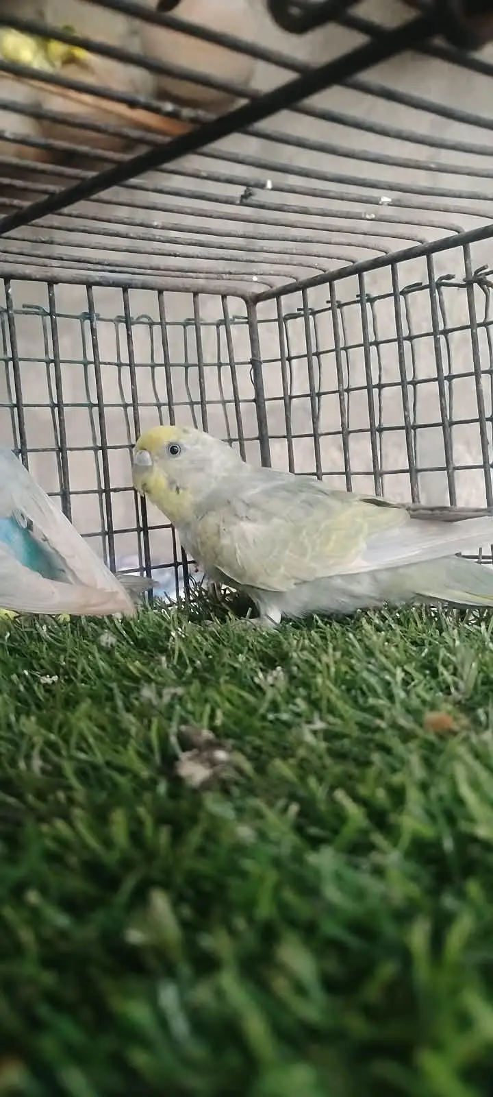 beautiful colour budgie — photo 5