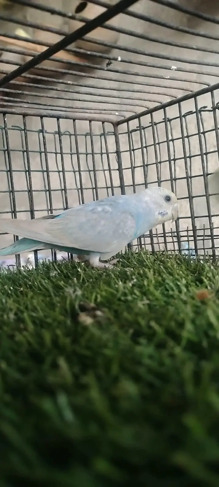 beautiful colour budgie — photo 6
