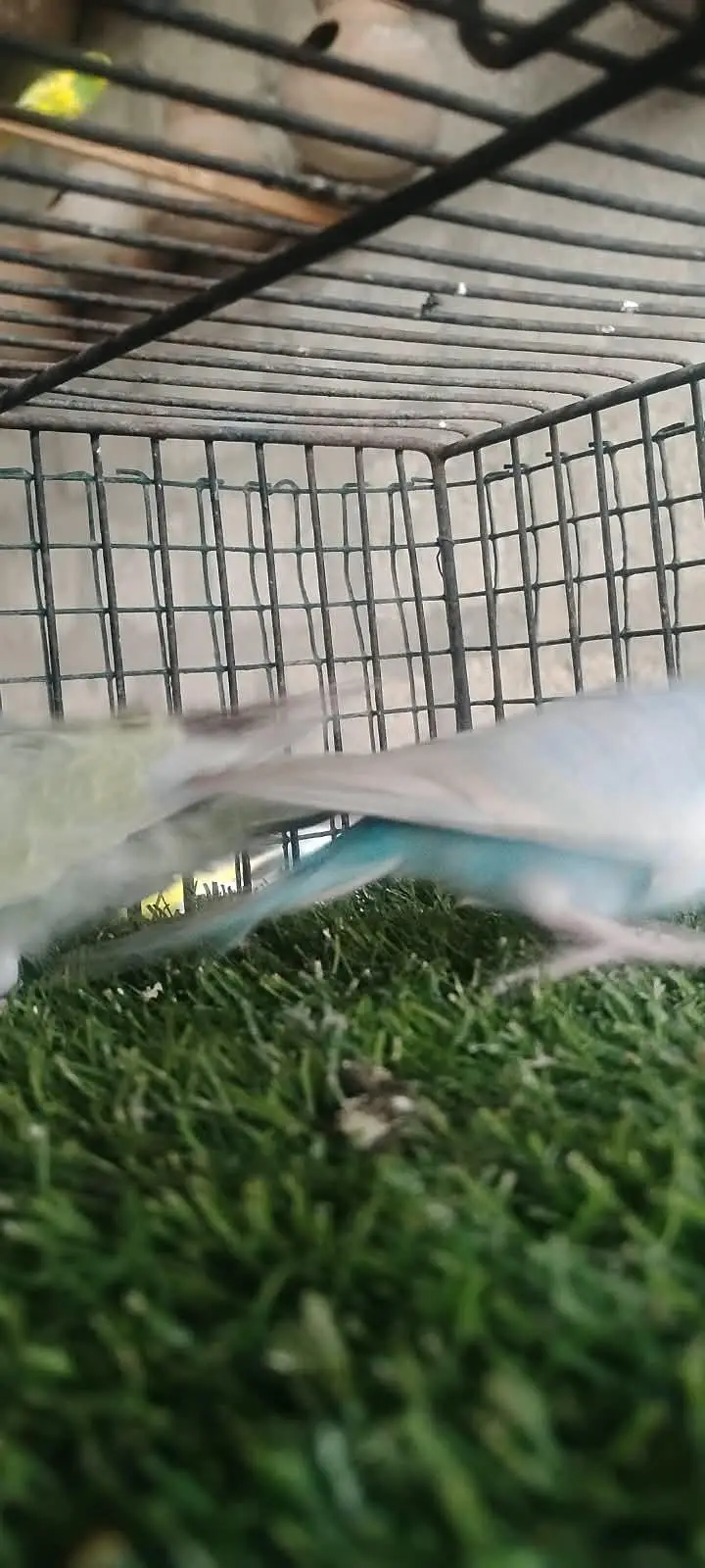 beautiful colour budgie — photo 7