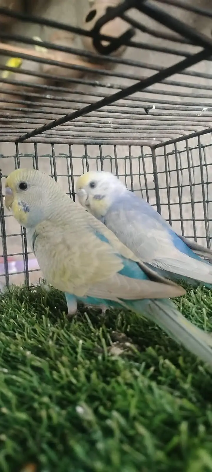 beautiful colour budgie — photo 8