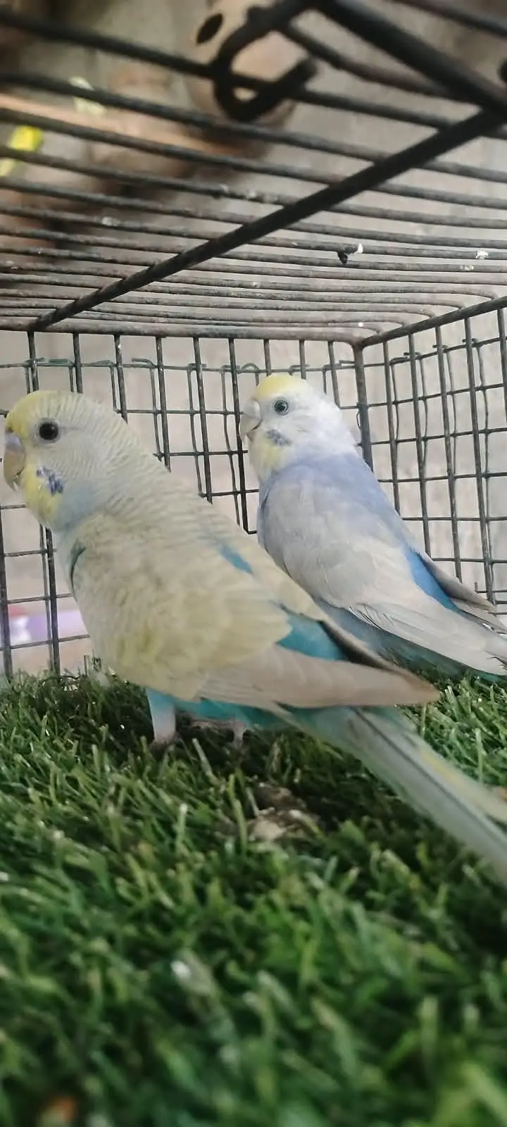 beautiful colour budgie — photo 9
