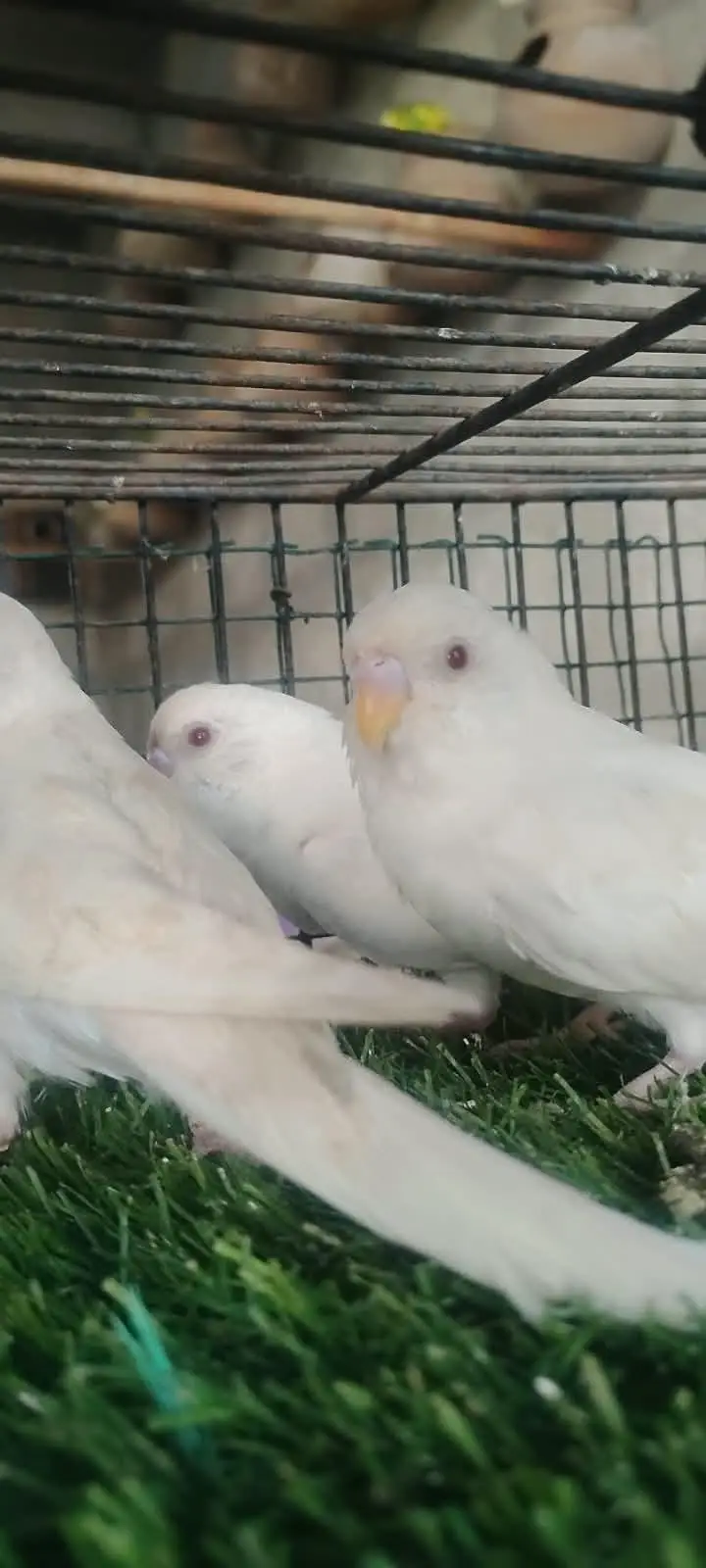 beautiful colour budgie — photo 10
