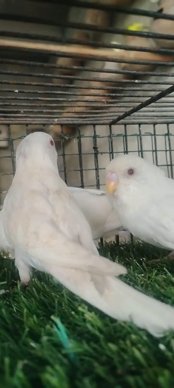 beautiful colour budgie — photo 11