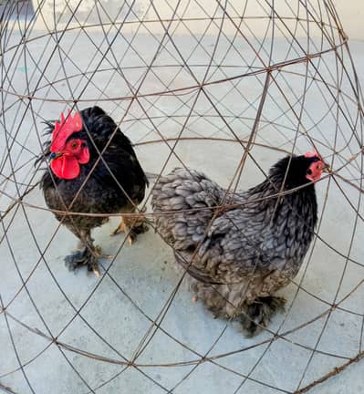 Bantam
