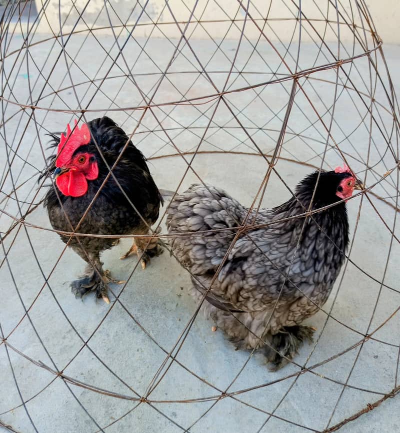 Bantam 0