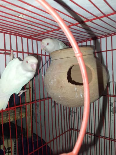 fisher lovebirds pairs